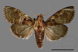 ǦW:Locastra muscosalis