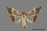 ǦW:Glyphodes itysalis