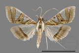 ǦW:Glyphodes duplicalis