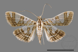 ǦW:Glyphodes duplicalis