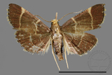 ǦW:Pyralinae sp.