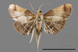 ǦW:Pyralinae sp.