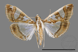 ǦW:Glyphodes duplicalis