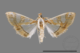 ǦW:Glyphodes duplicalis