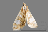 ǦW:Glyphodes duplicalis