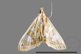 ǦW:Glyphodes duplicalis