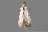 ǦW:Bradina diagonalis