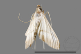 ئW:ŲwCrambidae