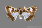 ǦW:Glyphodes actorionalis