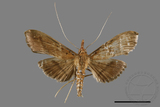 ǦW:Filodes fulvidorsalis