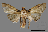 ǦW:Locastra muscosalis