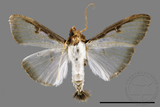 ǦW:Sisyrophora pfeifferae