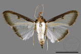 ǦW:Sisyrophora pfeifferae