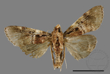 ǦW:Locastra muscosalis