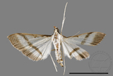 ǦW:Bradina diagonalis