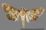 ئW:ŲwCrambidae