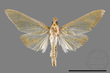 ئW:ŲwCrambidae