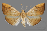 ǦW:Hyalobathra coenostolalis