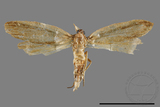 ئW:ŲwCrambidae