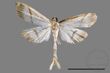 ǦW:Bradina diagonalis