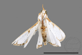 ǦW:Cirrhochrista spinuella