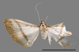 ǦW:Bradina diagonalis