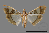 ǦW:Glyphodes duplicalis