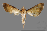 ئW:ŲwCrambidae