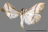 ǦW:Bradina diagonalis