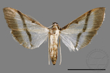 ǦW:Bradina diagonalis