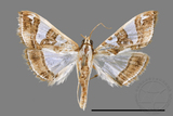 ǦW:Glyphodes duplicalis