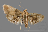 ǦW:Pyralinae sp.