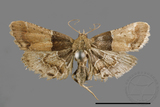 ǦW:Pyralinae sp.