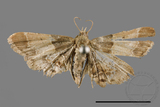 ǦW:Pyralinae sp.