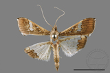 ǦW:Maruca vitrata