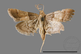 ǦW:Pyralinae sp.