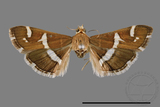 ǦW:Hymenia perspectalis