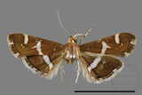 ǦW:Hymenia perspectalis