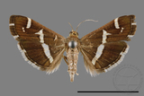 ǦW:Hymenia perspectalis