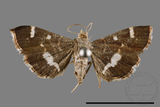 ǦW:Hymenia perspectalis