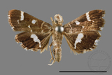 ǦW:Hymenia perspectalis