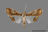 ǦW:Maruca vitrata