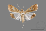 ǦW:Maruca vitrata