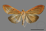 ǦW:Tyspanodes striatus