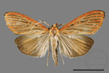 ǦW:Tyspanodes striatus