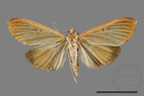 ǦW:Tyspanodes striatus