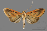 ǦW:Tyspanodes striatus