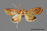 ǦW:Tyspanodes striatus