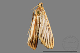 ǦW:Tyspanodes striatus