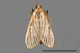 ǦW:Tyspanodes striatus